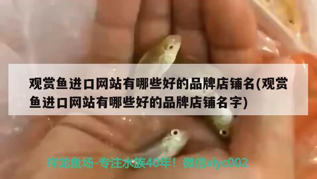 觀賞魚進(jìn)口網(wǎng)站有哪些好的品牌店鋪名(觀賞魚進(jìn)口網(wǎng)站有哪些好的品牌店鋪名字) 觀賞魚進(jìn)出口