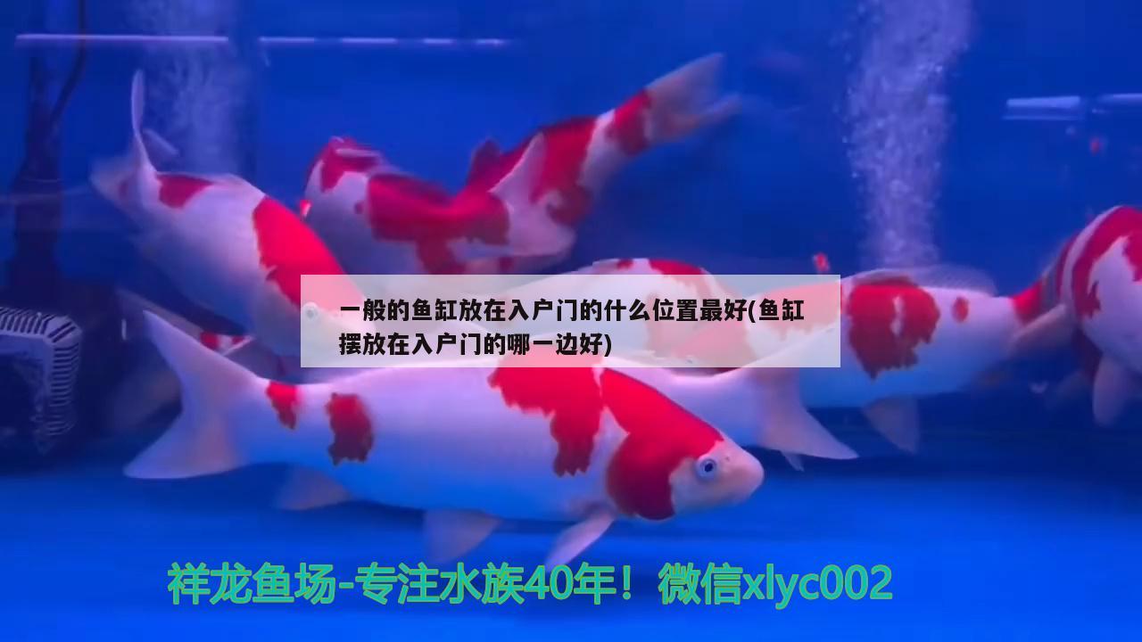 一般的魚缸放在入戶門的什么位置最好(魚缸擺放在入戶門的哪一邊好) 大湖紅龍魚