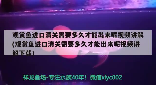 觀賞魚進(jìn)口清關(guān)需要多久才能出來呢視頻講解(觀賞魚進(jìn)口清關(guān)需要多久才能出來呢視頻講解下載) 觀賞魚進(jìn)出口