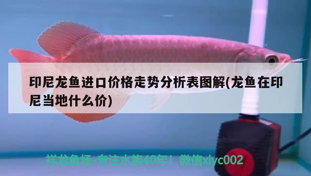 印尼龍魚進口價格走勢分析表圖解(龍魚在印尼當?shù)厥裁磧r) 觀賞魚進出口