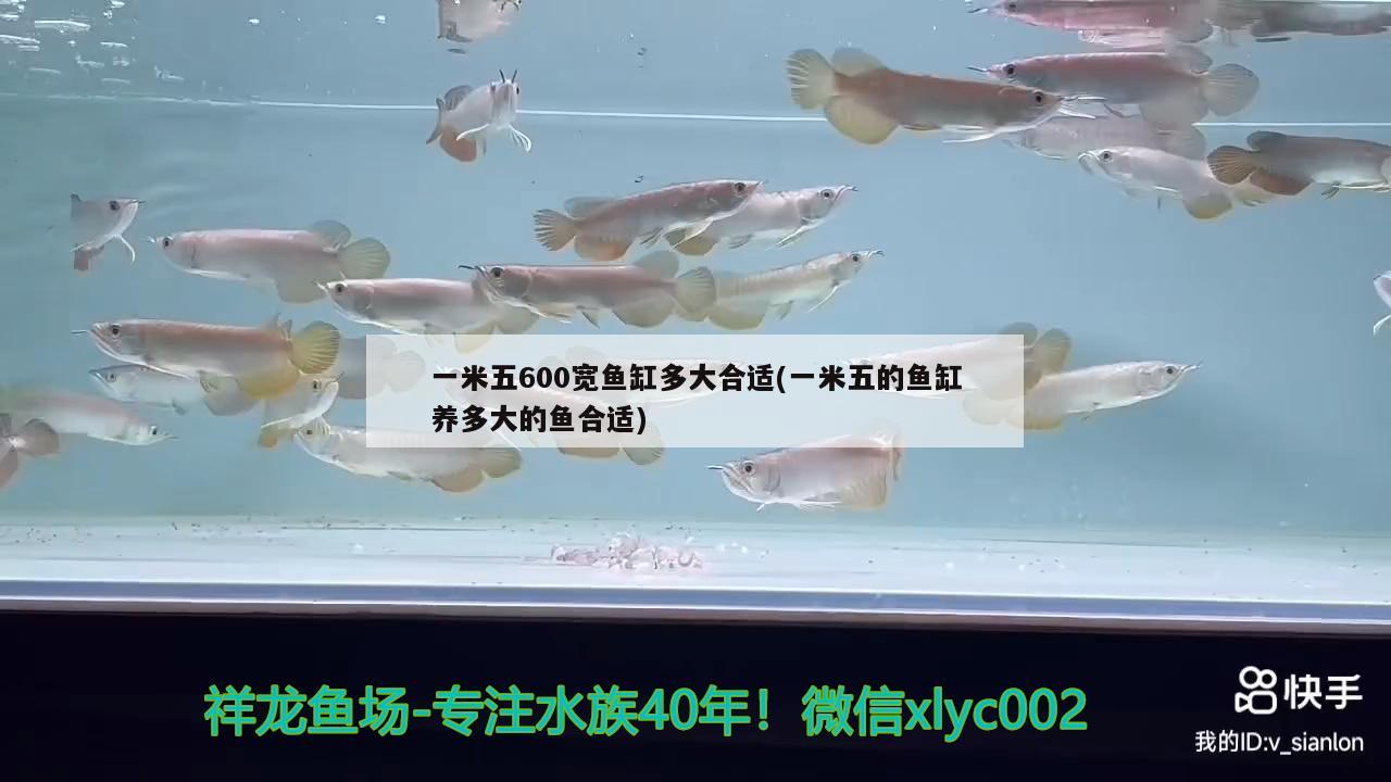 一米五600寬魚(yú)缸多大合適(一米五的魚(yú)缸養(yǎng)多大的魚(yú)合適)