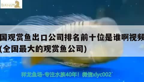 金龍魚 魚種 金龍魚都有哪些品種、價格各是多少? 其他品牌魚缸 第1張