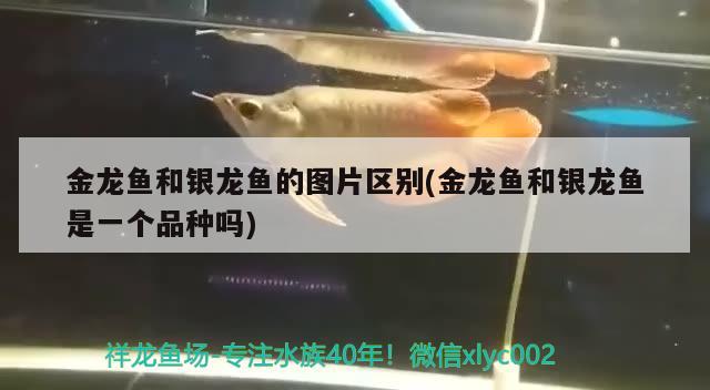 開一個水族店的經驗，崇左水族批發(fā)市場 觀賞魚水族批發(fā)市場 第1張