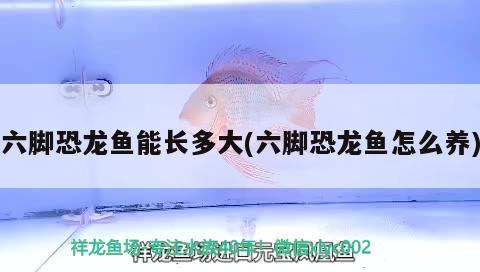 六腳恐龍魚能長多大(六腳恐龍魚怎么養(yǎng)) 藍(lán)底過背金龍魚