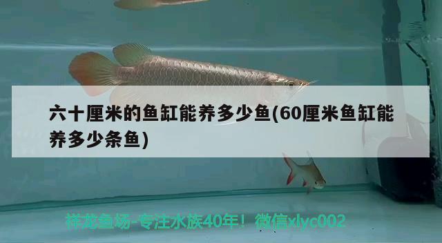 六十厘米的魚缸能養(yǎng)多少魚(60厘米魚缸能養(yǎng)多少條魚) 月光鴨嘴魚苗