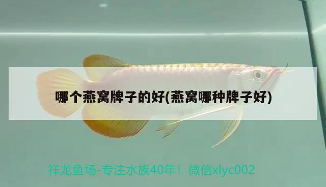 銀龍魚(yú)互相咬是怎么回事?。ㄣy龍魚(yú)互相咬是怎么回事啊視頻） 銀龍魚(yú) 第3張