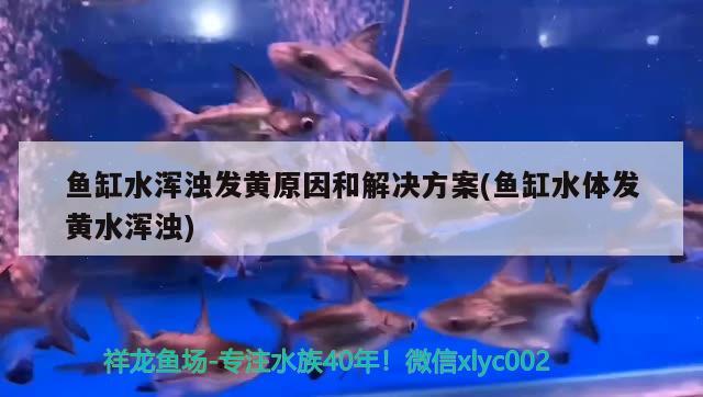 魚缸水渾濁發(fā)黃原因和解決方案(魚缸水體發(fā)黃水渾濁) 巴西亞魚苗 第2張