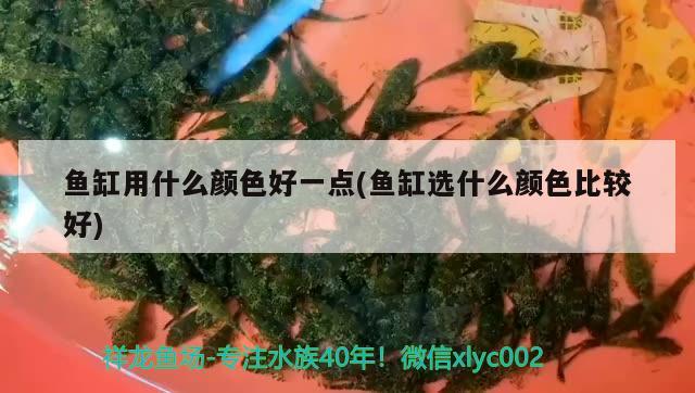 魚缸用什么顏色好一點(diǎn)(魚缸選什么顏色比較好)