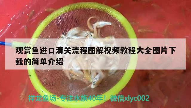 觀賞魚(yú)進(jìn)口清關(guān)流程圖解視頻教程大全圖片下載的簡(jiǎn)單介紹 觀賞魚(yú)進(jìn)出口