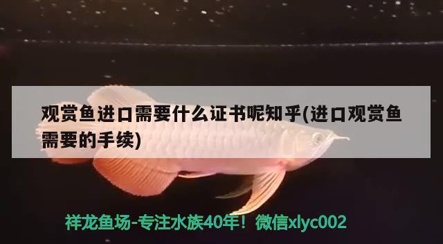 希臘金龍多少錢(qián)一條，我剛?cè)氲凝堲~(yú)，是什么品種