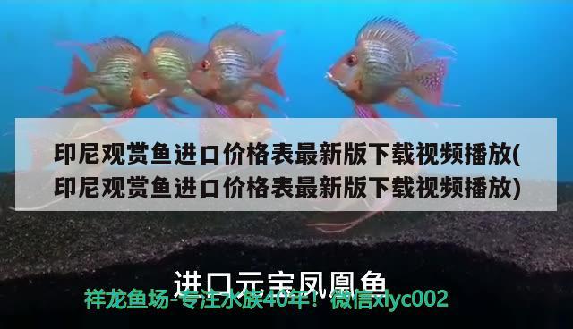 印尼觀賞魚(yú)進(jìn)口價(jià)格表最新版下載視頻播放(印尼觀賞魚(yú)進(jìn)口價(jià)格表最新版下載視頻播放) 觀賞魚(yú)進(jìn)出口