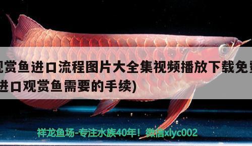 陶瓷擺件可以放魚(yú)缸里嗎（瓷器瓶上面有龍頭的擺在家里好嗎） 成吉思汗鯊（球鯊）魚(yú) 第2張