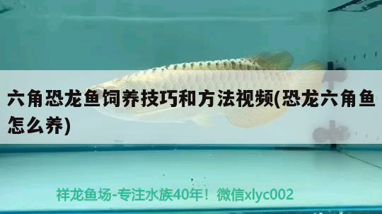 六角恐龍魚飼養(yǎng)技巧和方法視頻(恐龍六角魚怎么養(yǎng)) 埃及神仙魚