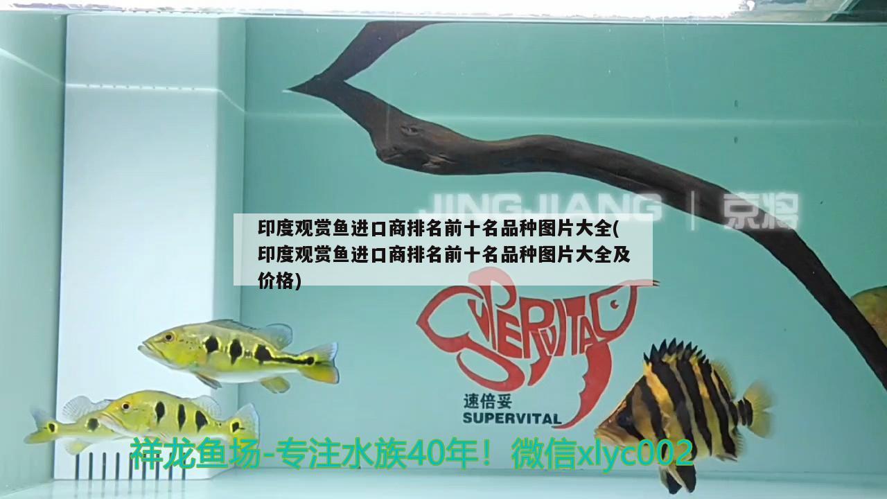 印度觀賞魚進(jìn)口商排名前十名品種圖片大全(印度觀賞魚進(jìn)口商排名前十名品種圖片大全及價(jià)格) 觀賞魚進(jìn)出口