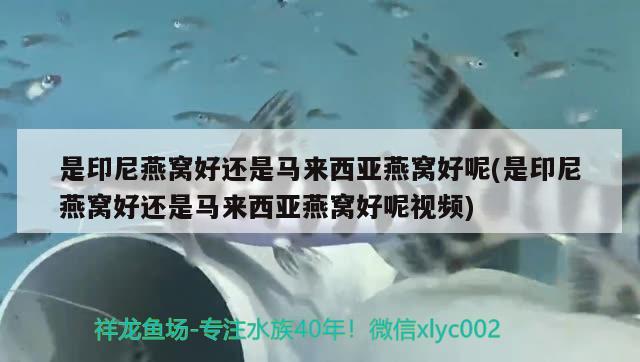 是印尼燕窩好還是馬來西亞燕窩好呢(是印尼燕窩好還是馬來西亞燕窩好呢視頻) 馬來西亞燕窩