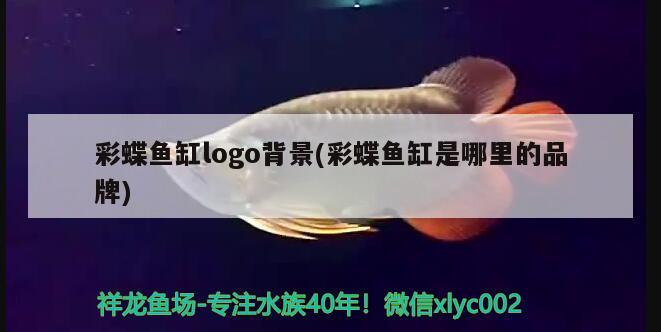 彩蝶魚缸logo背景(彩蝶魚缸是哪里的品牌) 豹紋夫魚苗