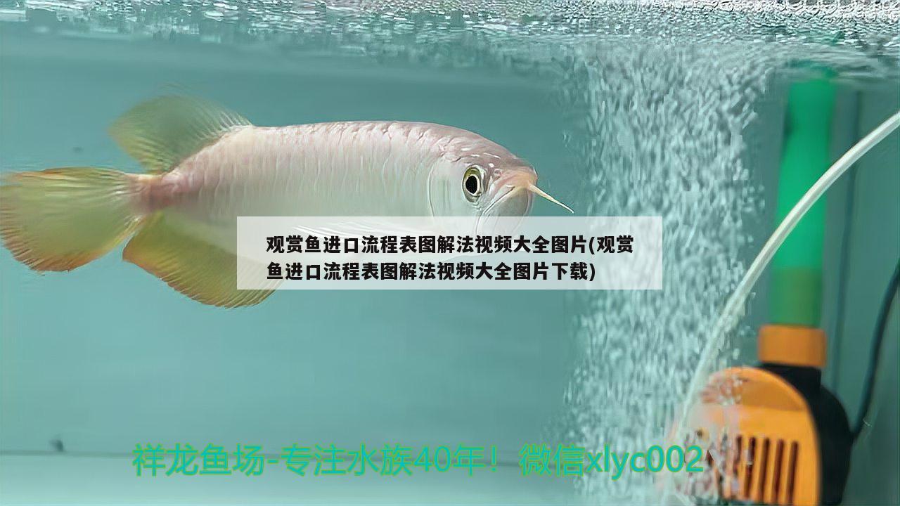 金魚住在魚缸里英語(yǔ)翻譯(金魚在魚缸里游來(lái)游去改為擬人句) 招財(cái)戰(zhàn)船魚 第2張