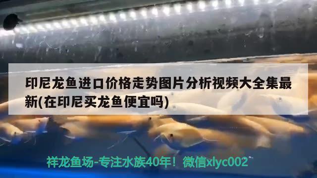 印尼龍魚進口價格走勢圖片分析視頻大全集最新(在印尼買龍魚便宜嗎) 觀賞魚進出口