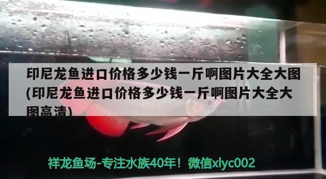 大塑料瓶如何做立體魚缸視頻教學(xué) 觀賞魚 第4張