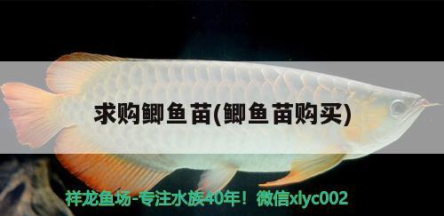 求購鯽魚苗(鯽魚苗購買) 泰龐海鰱魚