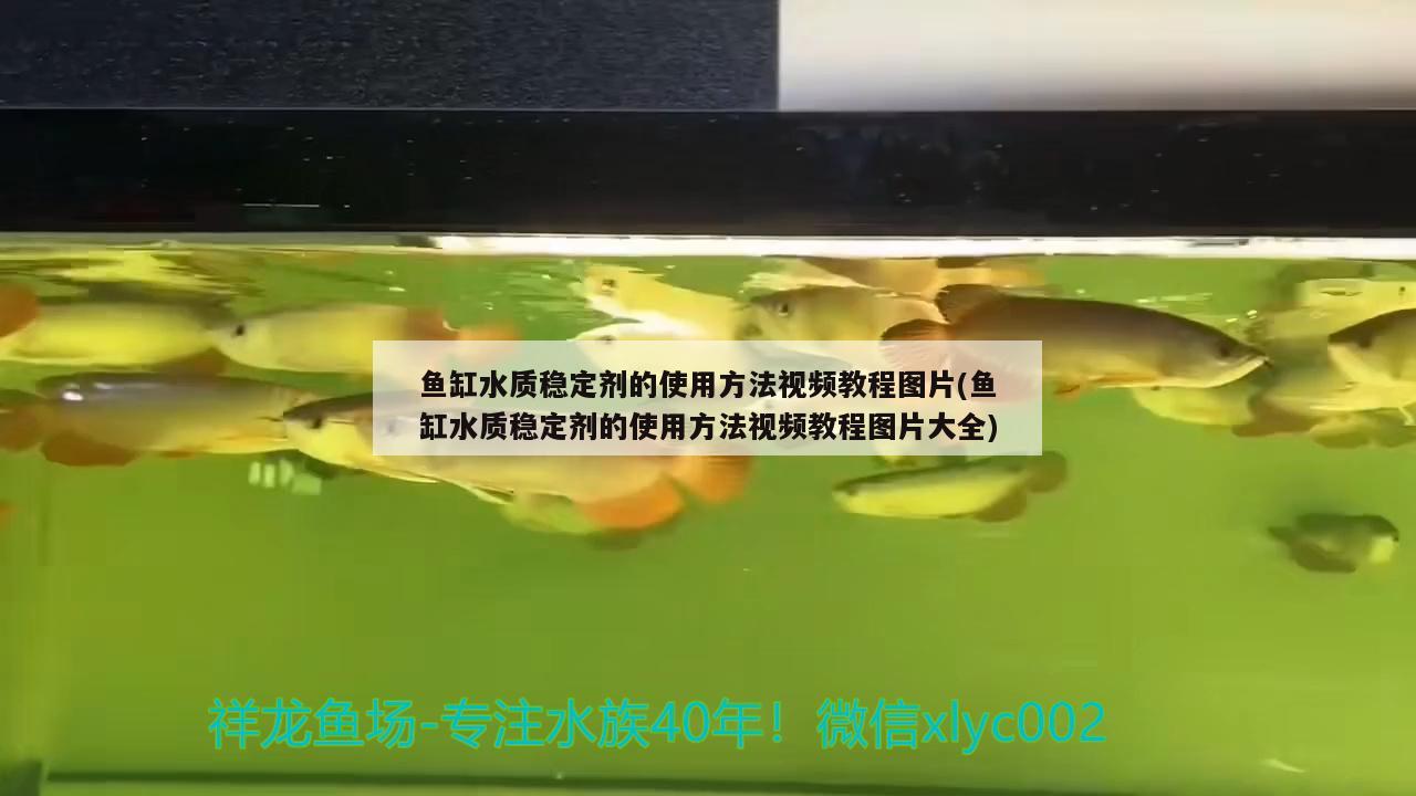 3米魚(yú)缸養(yǎng)什么魚(yú)好一點(diǎn)（3米魚(yú)缸養(yǎng)什么魚(yú)好一點(diǎn)呢） 魚(yú)缸百科 第2張