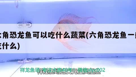 六角恐龍魚(yú)可以吃什么蔬菜(六角恐龍魚(yú)一般吃什么) 魚(yú)缸等水族設(shè)備