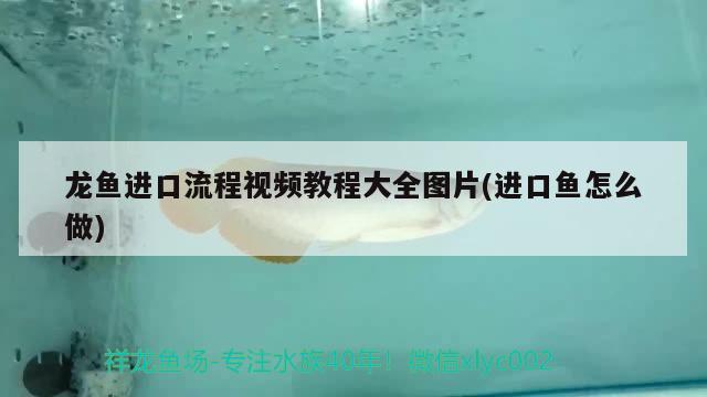 龍魚進(jìn)口流程視頻教程大全圖片(進(jìn)口魚怎么做) 觀賞魚進(jìn)出口