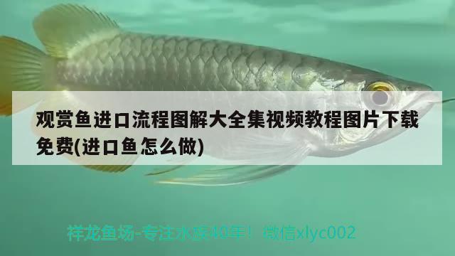 觀賞魚進(jìn)口流程圖解大全集視頻教程圖片下載免費(fèi)(進(jìn)口魚怎么做) 觀賞魚進(jìn)出口