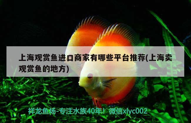 上海觀賞魚進(jìn)口商家有哪些平臺推薦(上海賣觀賞魚的地方) 觀賞魚進(jìn)出口