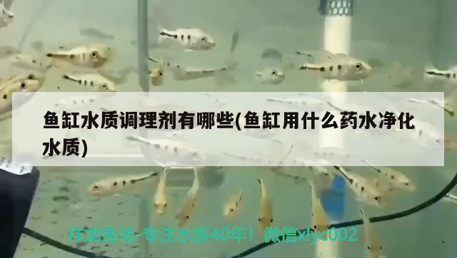 魚缸水質(zhì)調(diào)理劑有哪些(魚缸用什么藥水凈化水質(zhì))