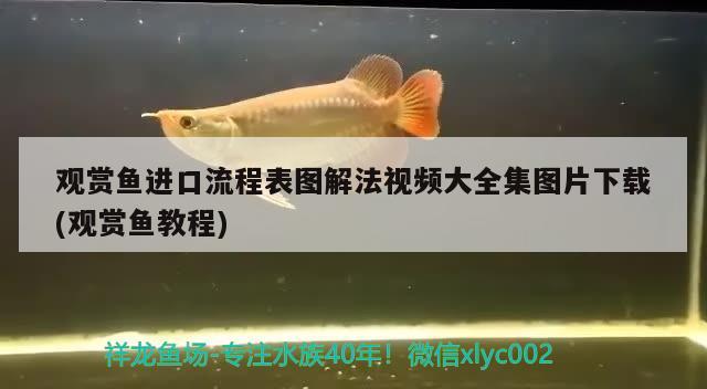 觀賞魚(yú)進(jìn)口流程表圖解法視頻大全集圖片下載(觀賞魚(yú)教程) 觀賞魚(yú)進(jìn)出口