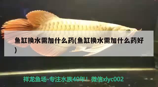 魚(yú)缸換水需加什么藥(魚(yú)缸換水需加什么藥好) 杰西卡恐龍魚(yú)