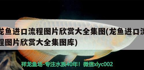 龍魚進(jìn)口流程圖片欣賞大全集圖(龍魚進(jìn)口流程圖片欣賞大全集圖庫) 觀賞魚進(jìn)出口