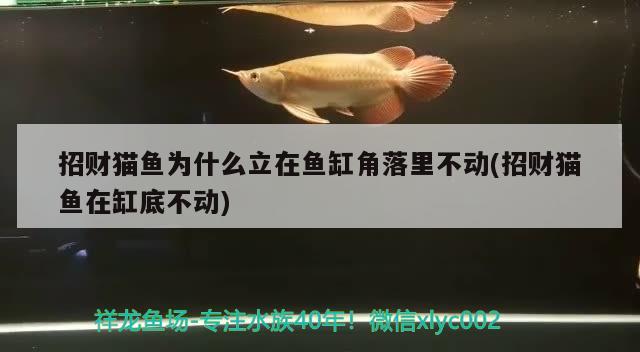 招財(cái)貓魚為什么立在魚缸角落里不動(招財(cái)貓魚在缸底不動) 其它水族用具設(shè)備