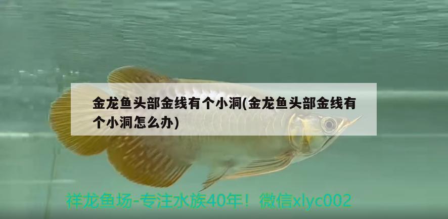 金龍魚頭部金線有個小洞(金龍魚頭部金線有個小洞怎么辦)