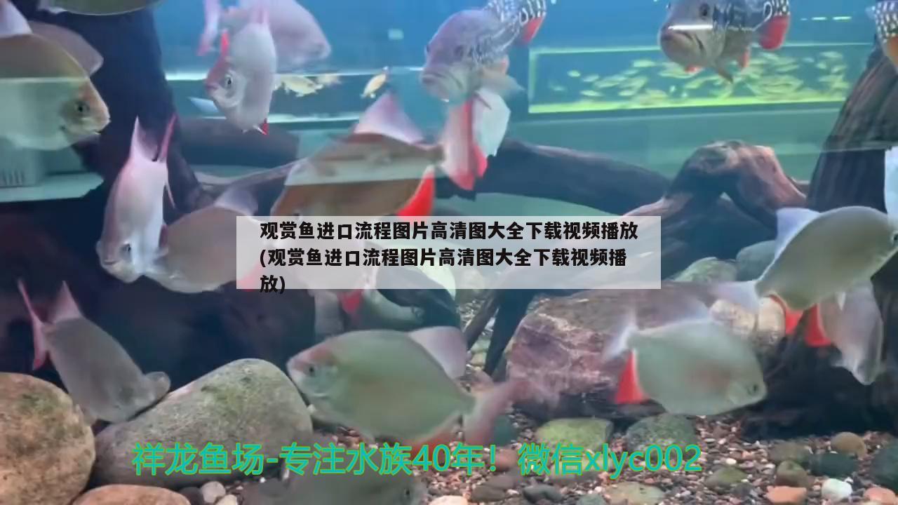 觀賞魚進口流程圖片高清圖大全下載視頻播放(觀賞魚進口流程圖片高清圖大全下載視頻播放) 觀賞魚進出口