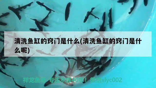 清洗魚(yú)缸的竅門(mén)是什么(清洗魚(yú)缸的竅門(mén)是什么呢) 其他益生菌