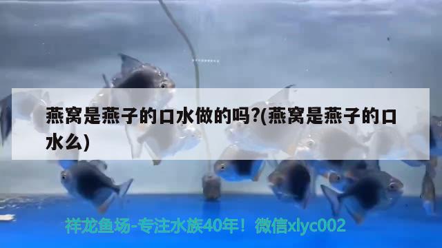 龍魚配合飼料喂什么比較好 龍魚配合飼料喂什么比較好呢 觀賞魚企業(yè)目錄 第1張