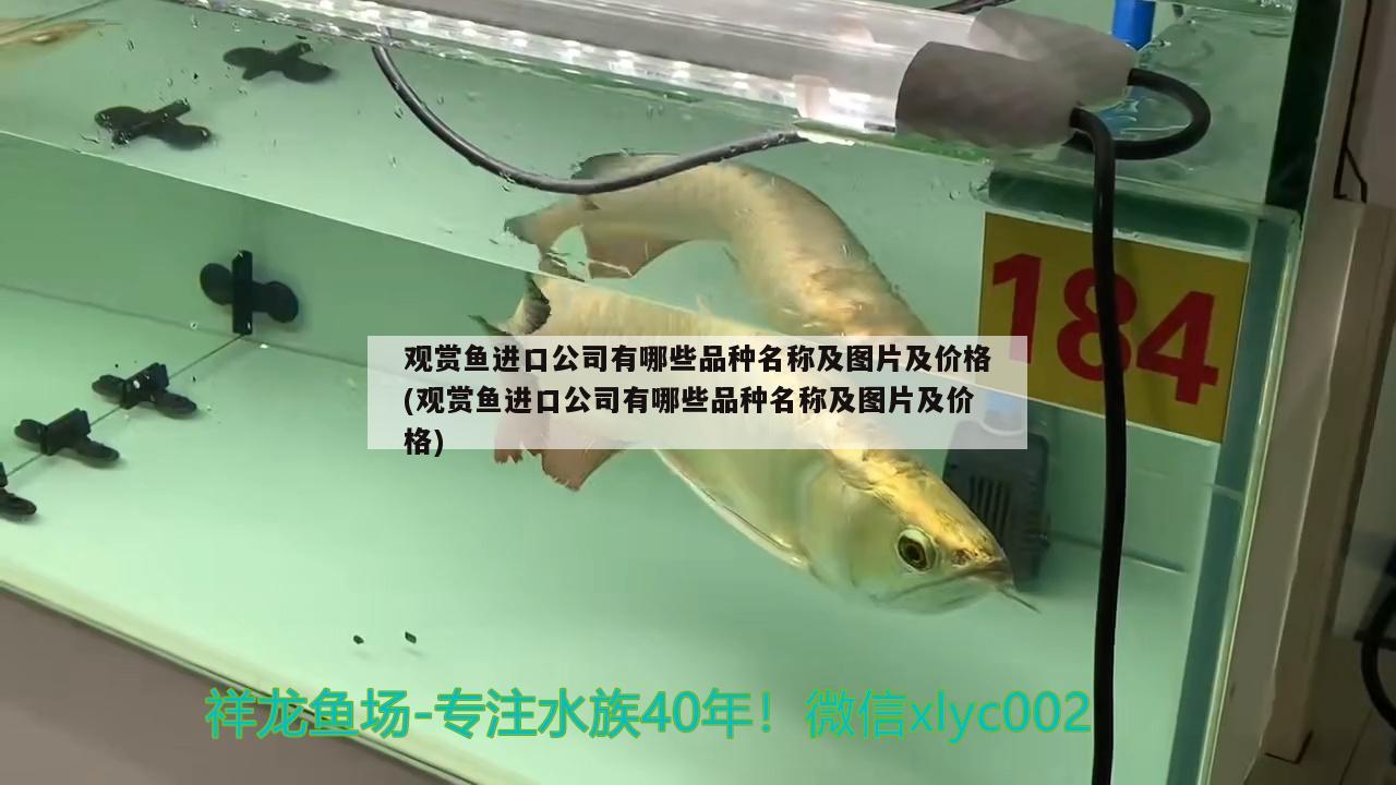 觀賞魚進口公司有哪些品種名稱及圖片及價格(觀賞魚進口公司有哪些品種名稱及圖片及價格) 觀賞魚進出口