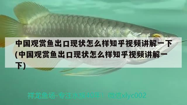 中國觀賞魚出口現(xiàn)狀怎么樣知乎視頻講解一下(中國觀賞魚出口現(xiàn)狀怎么樣知乎視頻講解一下) 觀賞魚進出口