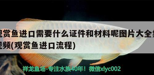 魚缸白石頭為什么會(huì)發(fā)黃呢怎么處理：魚缸里的白石子發(fā)黃怎么辦