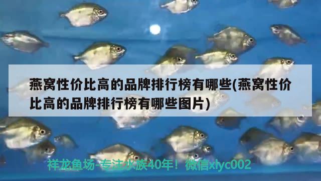 銀龍魚可以吃海蝦米嗎視頻（銀龍魚可以吃蝦皮嗎）