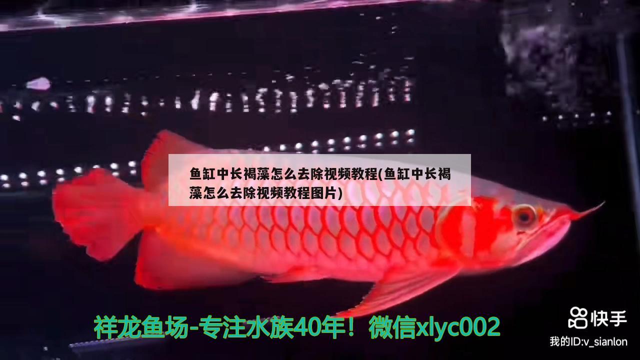 魚缸中長褐藻怎么去除視頻教程(魚缸中長褐藻怎么去除視頻教程圖片) 福魟魟魚