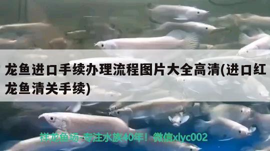 龍魚進(jìn)口手續(xù)辦理流程圖片大全高清(進(jìn)口紅龍魚清關(guān)手續(xù)) 觀賞魚進(jìn)出口