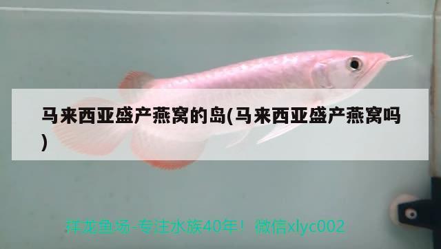 魚缸白石頭為什么會發(fā)黃呢怎么處理：魚缸里的白石子發(fā)黃怎么辦