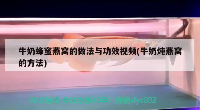 魚缸過濾器溢水怎么解決視頻教學(xué)（魚缸過濾器溢流怎么辦） 黃金斑馬魚