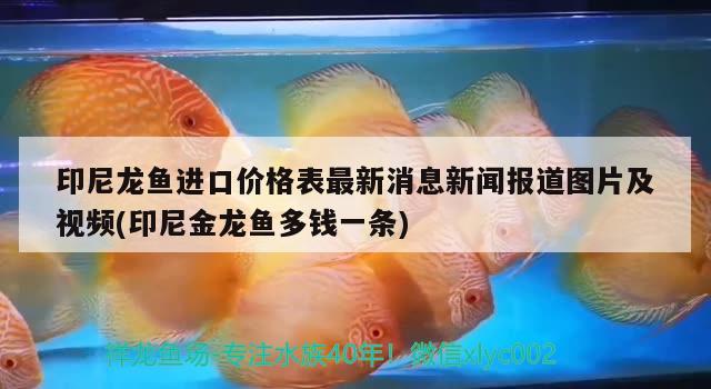 印尼龍魚進(jìn)口價格表最新消息新聞報道圖片及視頻(印尼金龍魚多錢一條)