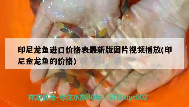 印尼龍魚進口價格表最新版圖片視頻播放(印尼金龍魚的價格) 觀賞魚進出口 第2張