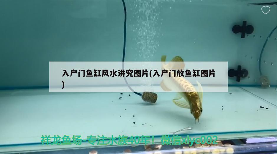 入戶門魚缸風(fēng)水講究圖片(入戶門放魚缸圖片) 魚缸風(fēng)水