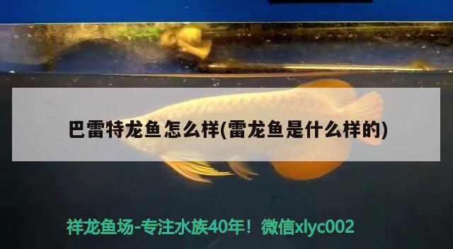 巴雷特龍魚怎么樣(雷龍魚是什么樣的)